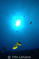 Fish - Chaetodon lineolatus by Vito Lorusso 